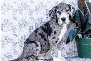Irving - Great Dane for sale