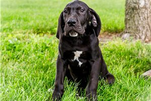 Cayden - Great Dane for sale