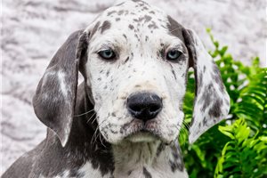 Chloe - Great Dane for sale