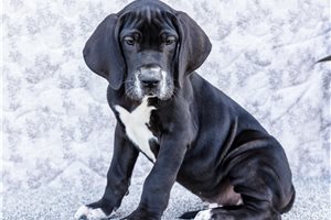 Irwin - Great Dane for sale