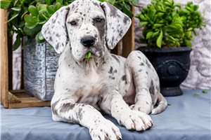 Cresslyn - Great Dane for sale
