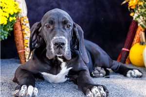 Indigo - Great Dane for sale