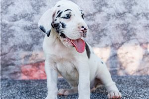 Ibeza - Great Dane for sale