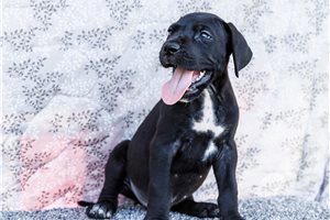 Indigo - puppy for sale