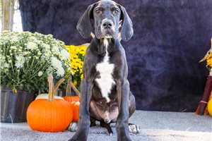 Irwin - Great Dane for sale