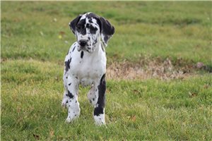 Alba - puppy for sale