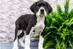 Collette - Great Dane for sale