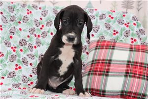 Cameron - Great Dane for sale