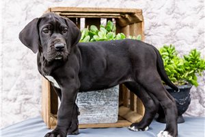 Catrina - Great Dane for sale