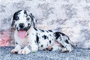 Indie - Great Dane for sale