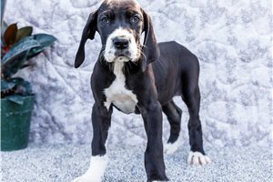 Inari - Great Dane for sale