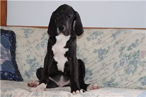 Carter - Great Dane for sale