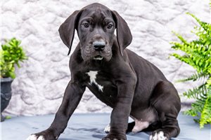 Cayden - Great Dane for sale