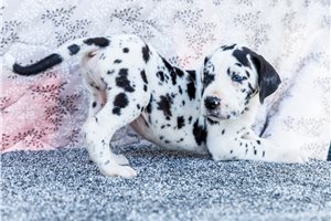 Icon - Great Dane for sale