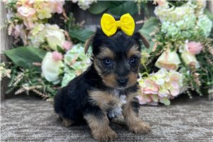 Tori - puppy for sale