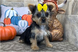 Tori - Morkie / Yorktese for sale