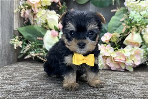 Theo - Morkie / Yorktese for sale