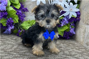 Theo - Morkie / Yorktese for sale