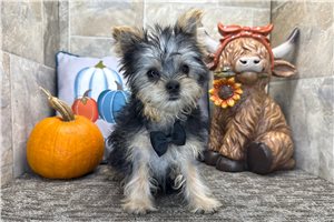 Theo - Morkie / Yorktese for sale