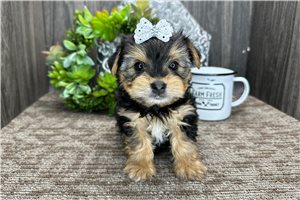 Siti - puppy for sale