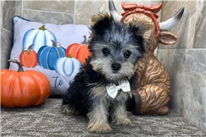 Theo - Morkie / Yorktese for sale