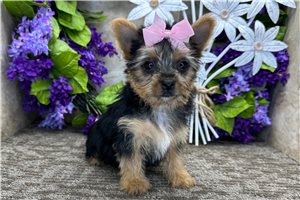 Tori - Morkie / Yorktese for sale