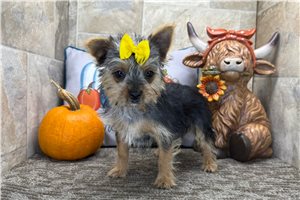 Tori - Morkie / Yorktese for sale