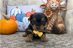 Hickory - puppy for sale
