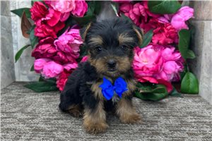 Nole - puppy for sale