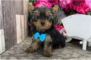 Matthew - Yorkshire Terrier - Yorkie for sale
