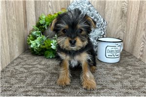 Bonnie - Yorkshire Terrier - Yorkie for sale