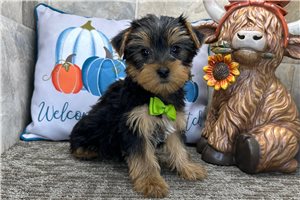Forge - Yorkie for sale