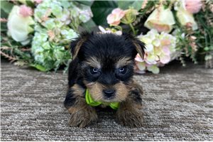Reid - Yorkshire Terrier - Yorkie for sale