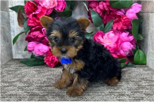 Newton - Yorkshire Terrier - Yorkie for sale