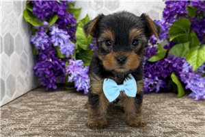 Max - puppy for sale