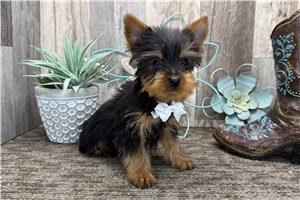 Carter - Yorkshire Terrier - Yorkie for sale