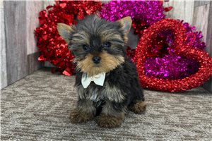 Christopher - Yorkshire Terrier - Yorkie for sale