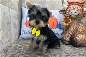 Reid - Yorkie for sale