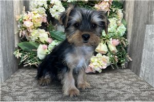 Nole - Yorkshire Terrier - Yorkie for sale