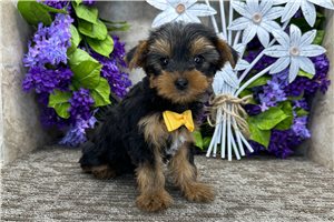 Forge - Yorkie for sale