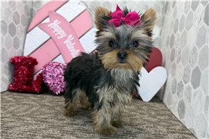 Callie - Yorkshire Terrier - Yorkie for sale