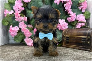 Leonardo - Yorkshire Terrier - Yorkie for sale