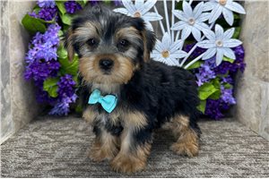 Otto - puppy for sale