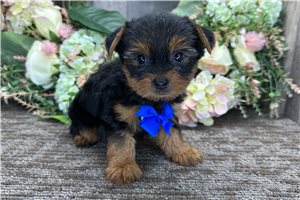 Orion - Yorkshire Terrier - Yorkie for sale