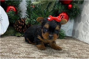 Amari - Yorkshire Terrier - Yorkie for sale