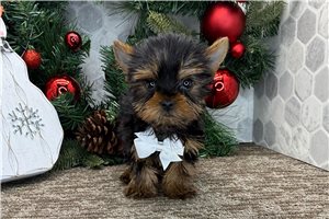 Tomas - puppy for sale