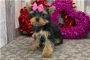 Catherine - Yorkshire Terrier - Yorkie for sale