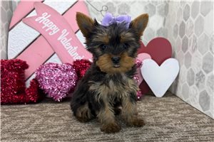 Chloe - Yorkshire Terrier - Yorkie for sale