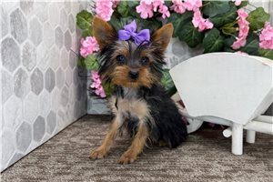 Catalina - Yorkshire Terrier - Yorkie for sale