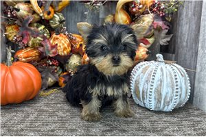 Callie - puppy for sale